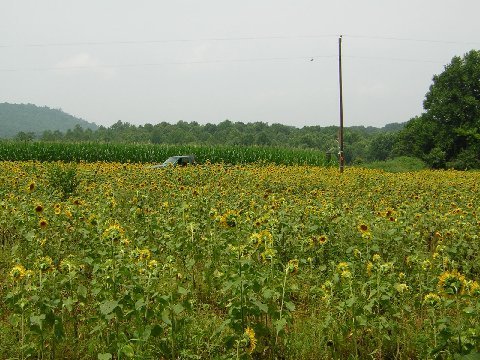 sunflowers20004.jpg