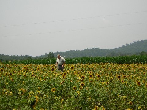 sunflowers20005.jpg