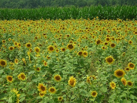 sunflowers20009.jpg